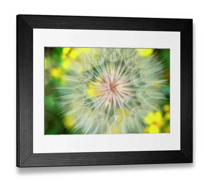Framed Print : USA, Colorado. Close-up of salsify in full bloom