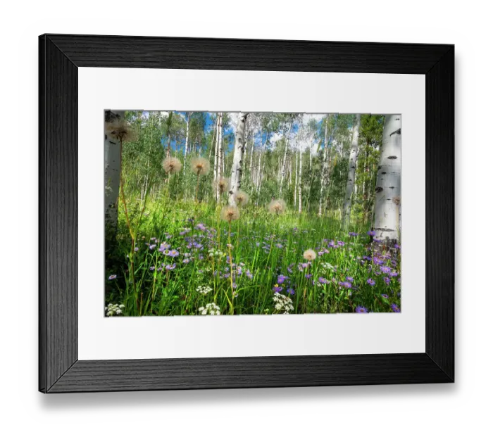 Framed Print : USA, Colorado. Wildflowers in a grove of Aspen trees Framed Print : USA, Colorado. Wildflowers in a grove of Aspen trees