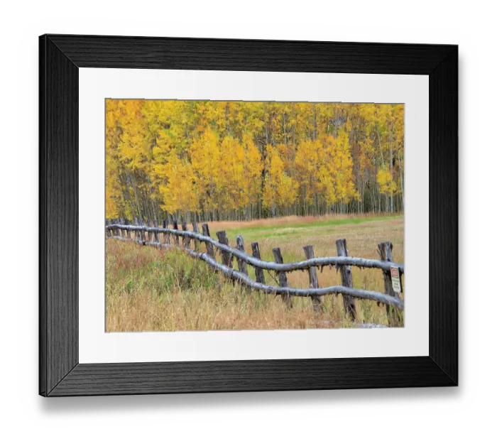 Framed Print : USA, Colorado, Aspen. Fenceline with autumn Aspens