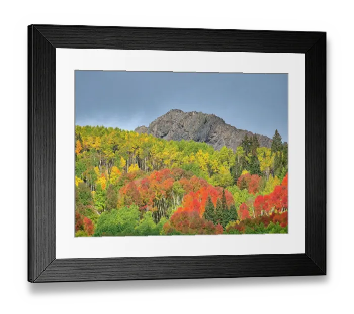 Framed Print : USA, Colorado, Kebler Pass. Bright color of autumn on Kebler Pass