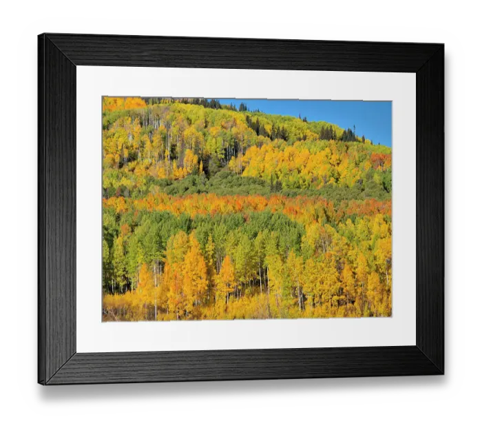 Framed Print : USA, Colorado, Kebler Pass. Bright color of autumn Aspens on Kebler Pass Framed Print : USA, Colorado, Kebler Pass. Bright color of autumn Aspens on Kebler Pass