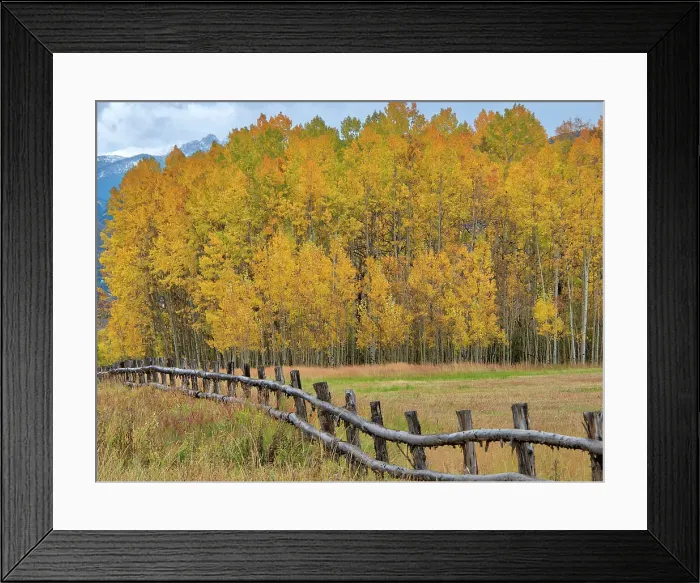 Framed Print : USA, Colorado, Aspen. Fenceline with autumn Aspens