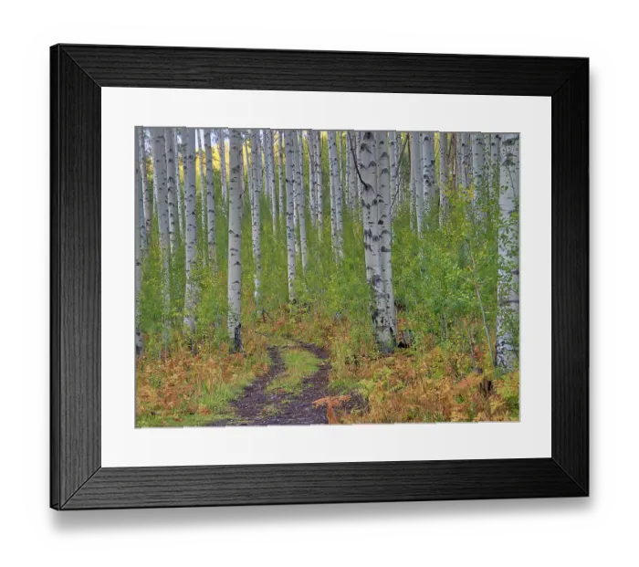 Framed Print : USA, Colorado, Aspen. Backroad and Aspens Framed Print : USA, Colorado, Aspen. Backroad and Aspens