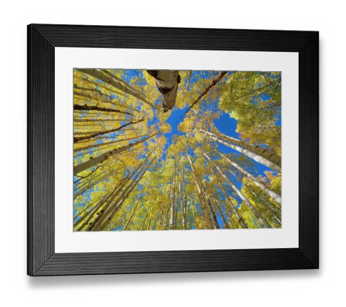 Framed Print : USA, Colorado, Kebler Pass. Aspen forest in fall color as seen from the forest floor Framed Print : USA, Colorado, Kebler Pass. Aspen forest in fall color as seen from the forest floor