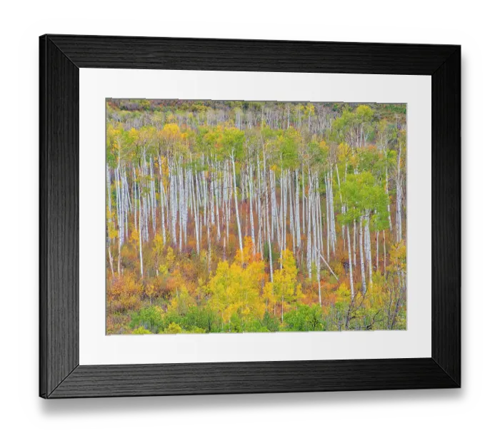 Framed Print : USA, Colorado, Kebler Pass. Autumn color of the Aspens Framed Print : USA, Colorado, Kebler Pass. Autumn color of the Aspens