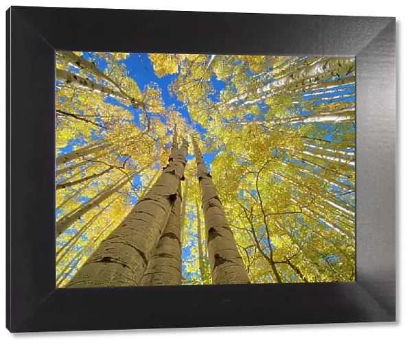 USA, Colorado, Kebler Pass. Aspen forest in fall color as seen from the forest floor