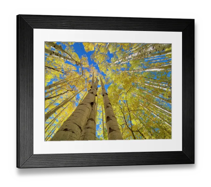 Framed Print : USA, Colorado, Kebler Pass. Aspen forest in fall color as seen from the forest floor Framed Print : USA, Colorado, Kebler Pass. Aspen forest in fall color as seen from the forest floor