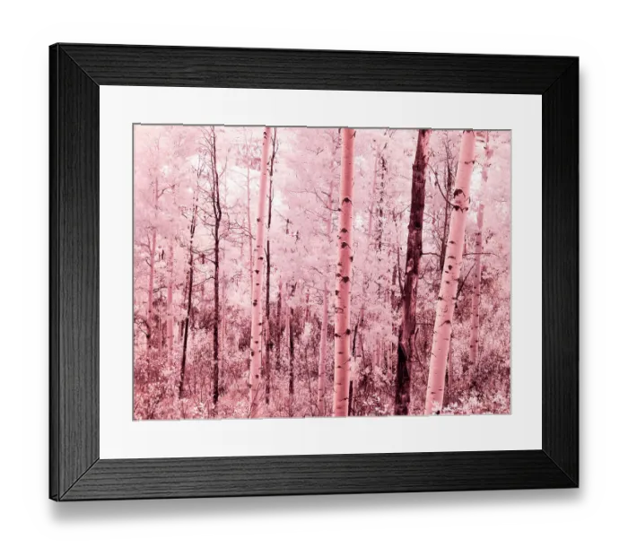 Framed Print : USA, Colorado. Infrared of autumn Aspens