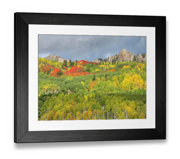 Framed Print : USA, Colorado, Kebler Pass. Bright color of autumn on Kebler Pass Framed Print : USA, Colorado, Kebler Pass. Bright color of autumn on Kebler Pass
