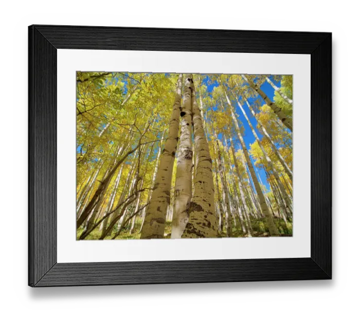 Framed Print : USA, Colorado, Kebler Pass. Aspen forest in fall color as seen from the forest floor Framed Print : USA, Colorado, Kebler Pass. Aspen forest in fall color as seen from the forest floor