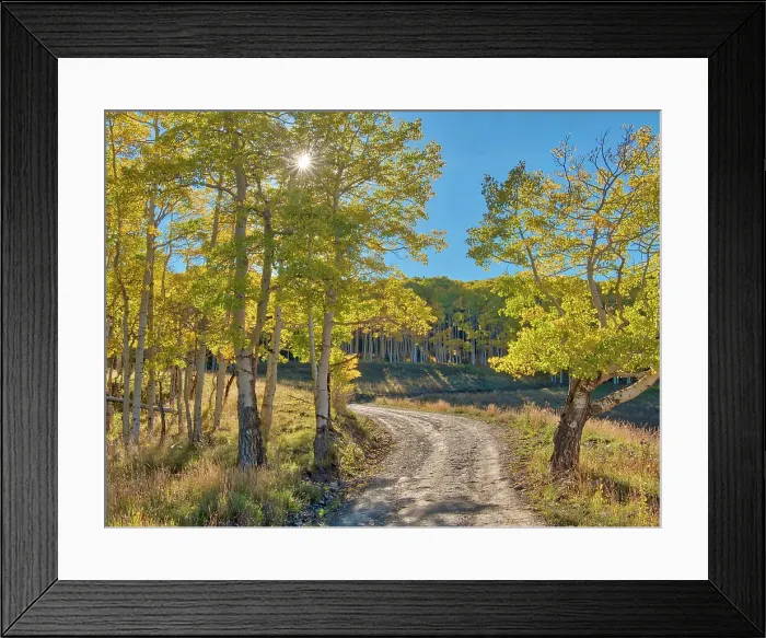 Framed Print : USA, Colorado, Quray. Last Dollar Road with sun peaking through Aspen tree Framed Print : USA, Colorado, Quray. Last Dollar Road with sun peaking through Aspen tree