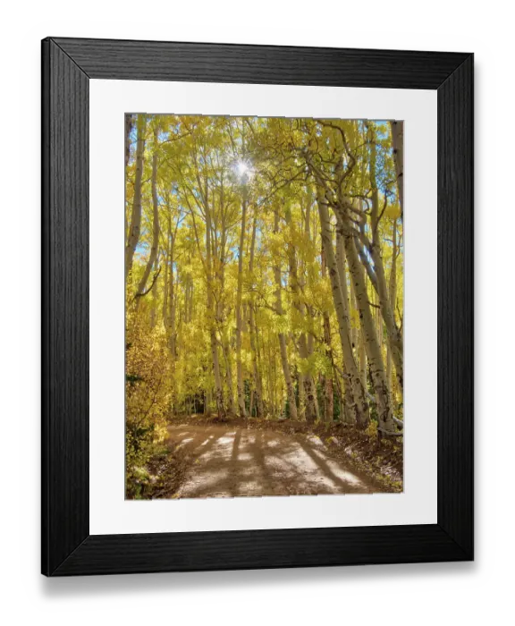 Framed Print : USA, Colorado, Quray. Last Dollar Road with sun peaking through Aspen tree Framed Print : USA, Colorado, Quray. Last Dollar Road with sun peaking through Aspen tree