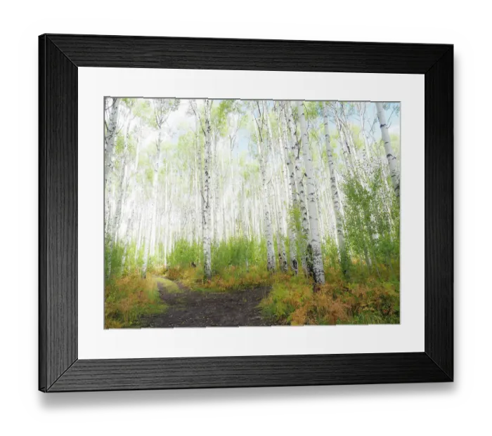 Framed Print : USA, Colorado, Aspen. Backroad and Aspens Framed Print : USA, Colorado, Aspen. Backroad and Aspens