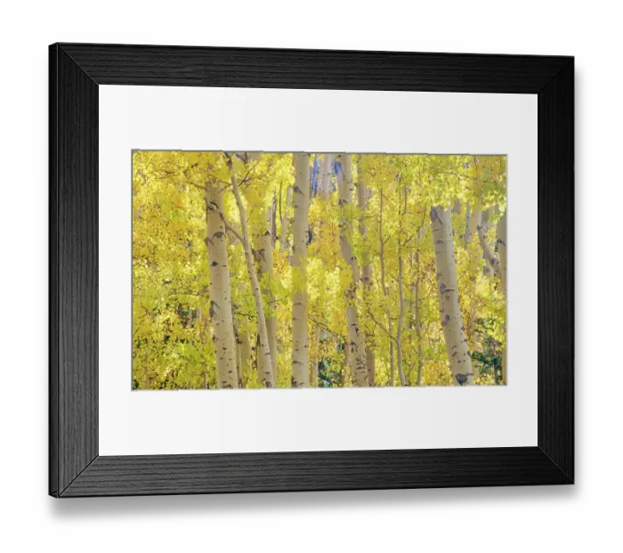 Framed Print : USA, Colorado, Quray. Autumn Aspen stand with bright color Framed Print : USA, Colorado, Quray. Autumn Aspen stand with bright color