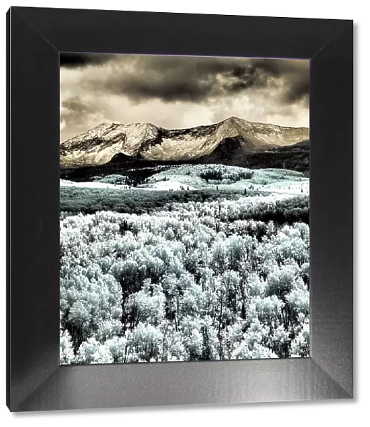 USA, Colorado. Infrared of Aspens with mountain range in fresh snow