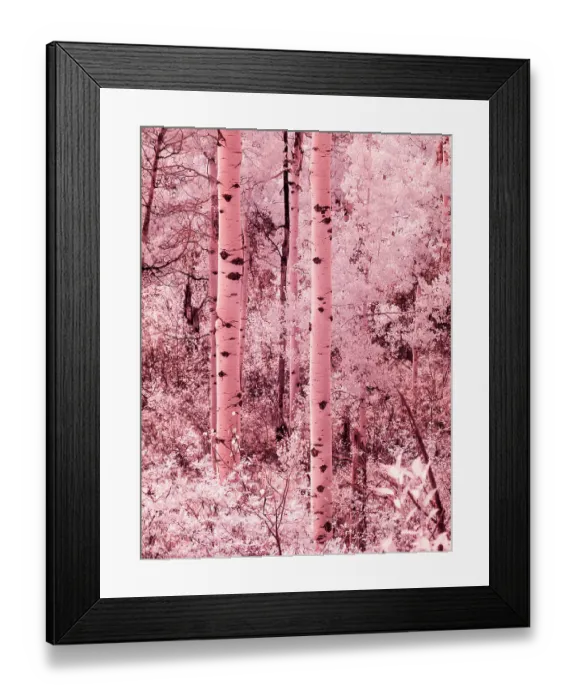 Framed Print : USA, Colorado. Infrared of autumn Aspens Framed Print : USA, Colorado. Infrared of autumn Aspens