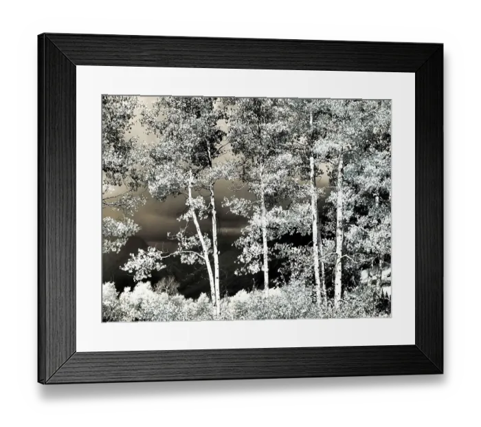 Framed Print : USA, Colorado. Infrared of Aspens along the Kebler Pass Framed Print : USA, Colorado. Infrared of Aspens along the Kebler Pass