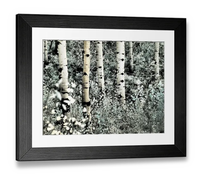 Framed Print : USA, Colorado. Infrared of Aspens along the Kebler Pass Framed Print : USA, Colorado. Infrared of Aspens along the Kebler Pass