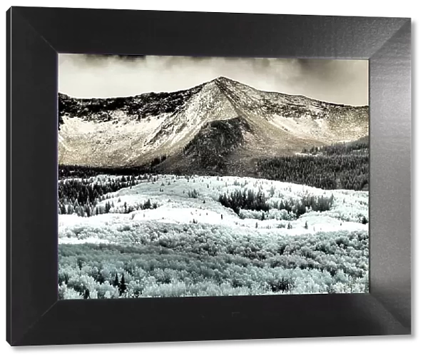 USA, Colorado. Infrared of Aspens with mountain range in fresh snow