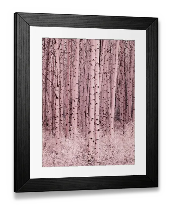 Framed Print : USA, Colorado. Infrared of Aspens along the Kebler Pass