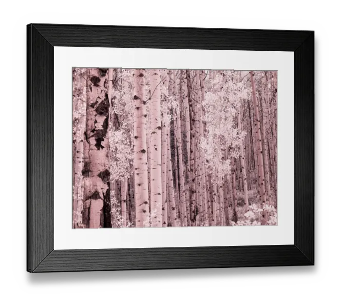 Framed Print : USA, Colorado. Infrared of Aspens along the Kebler Pass Framed Print : USA, Colorado. Infrared of Aspens along the Kebler Pass