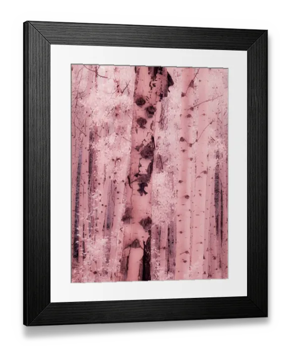 Framed Print : USA, Colorado. Infrared of Aspens along the Kebler Pass Framed Print : USA, Colorado. Infrared of Aspens along the Kebler Pass