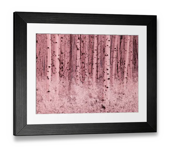 Framed Print : USA, Colorado. Infrared of Aspens along the Kebler Pass
