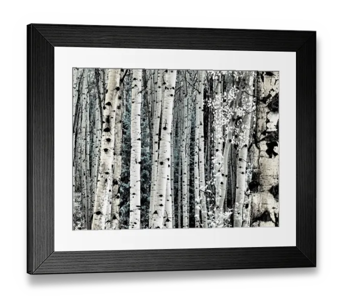 Framed Print : USA, Colorado. Infrared of Aspens along the Kebler Pass Framed Print : USA, Colorado. Infrared of Aspens along the Kebler Pass