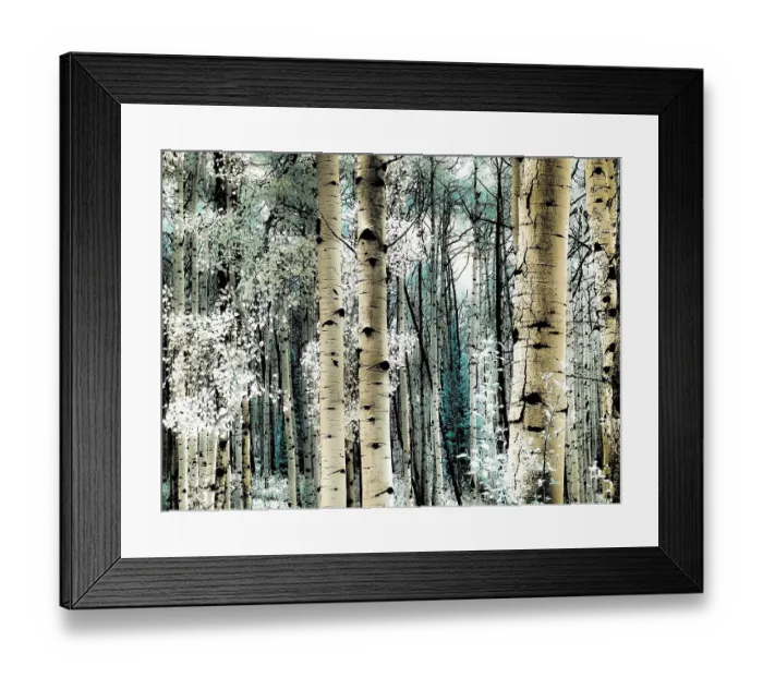 Framed Print : USA, Colorado. Infrared of Aspens along the Kebler Pass Framed Print : USA, Colorado. Infrared of Aspens along the Kebler Pass