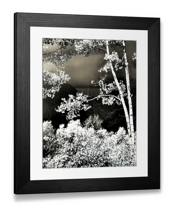 Framed Print : USA, Colorado. Infrared of Aspens along the Kebler Pass Framed Print : USA, Colorado. Infrared of Aspens along the Kebler Pass