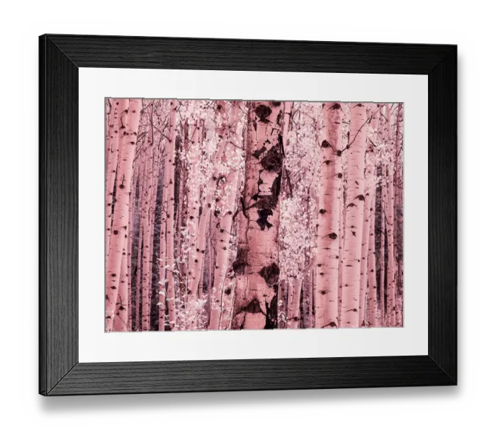 Framed Print : USA, Colorado. Infrared of Aspens along the Kebler Pass