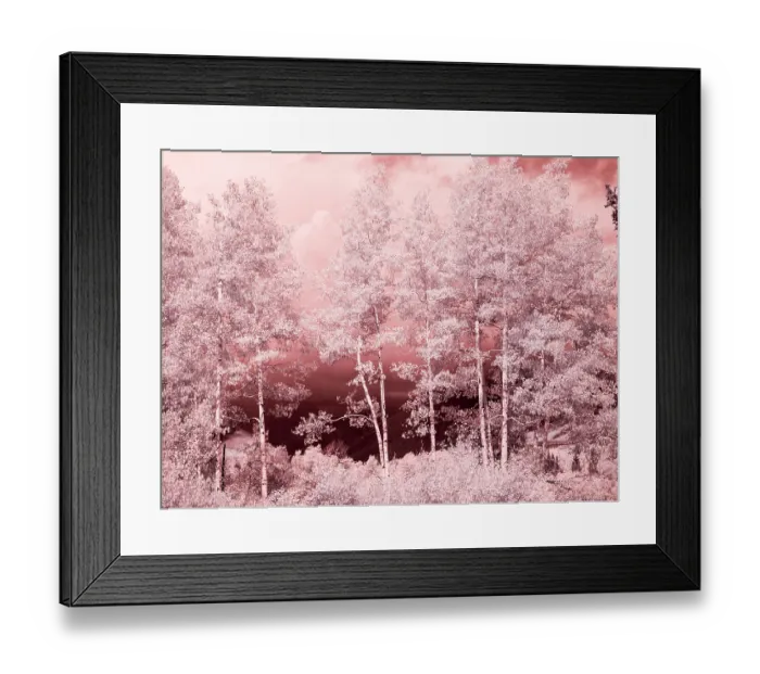 Framed Print : USA, Colorado. Infrared of Aspens along the Kebler Pass