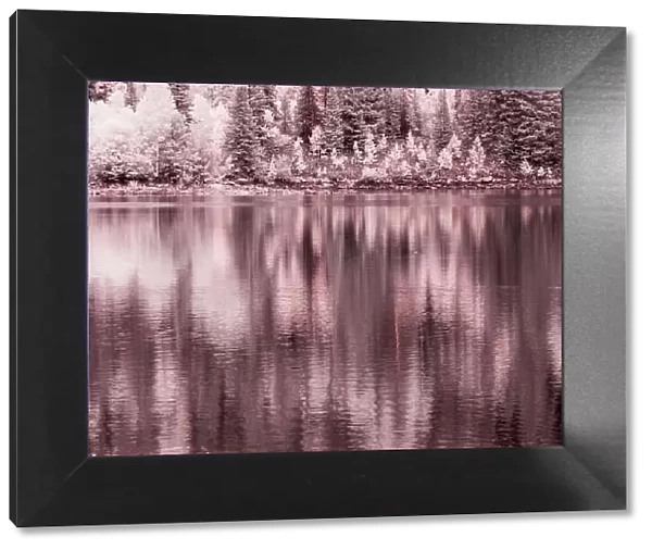 USA, Colorado. Infrared of Aspen trees reflecting in Lost Lake