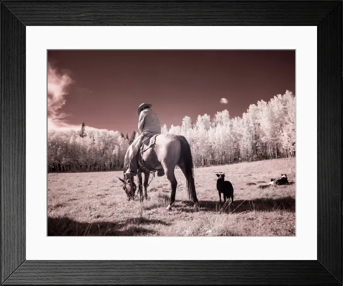 Framed Print : USA, Colorado. Infrared of Cowboy and dog looking for cows (Editorial Use Only) Framed Print : USA, Colorado. Infrared of Cowboy and dog looking for cows (Editorial Use Only)