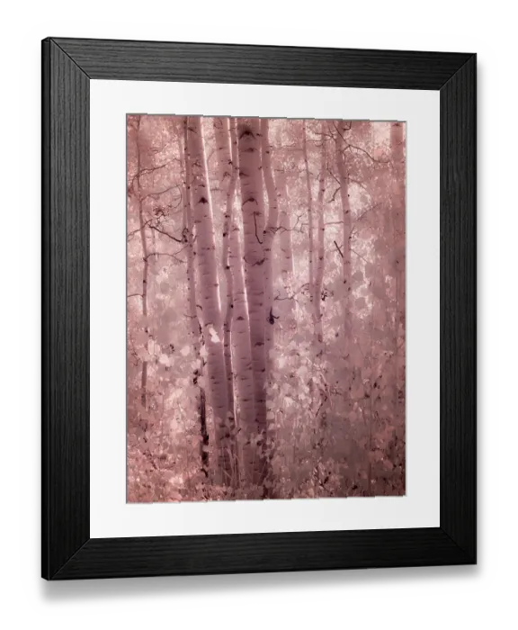 Framed Print : USA, Colorado. Infrared of Aspens along the Kebler Pass Framed Print : USA, Colorado. Infrared of Aspens along the Kebler Pass
