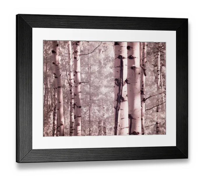 Framed Print : USA, Colorado. Infrared of Aspens along the Kebler Pass Framed Print : USA, Colorado. Infrared of Aspens along the Kebler Pass