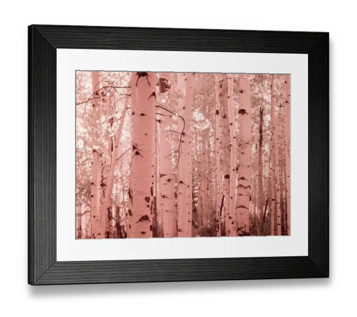 Framed Print : USA, Colorado. Infrared of Aspens along the Kebler Pass