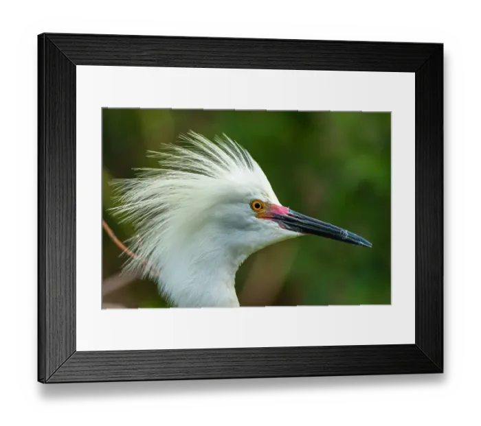 Framed Print : USA, Florida, Anastasia Island. Close-up of snowy egret head in breeding plumage Framed Print : USA, Florida, Anastasia Island. Close-up of snowy egret head in breeding plumage