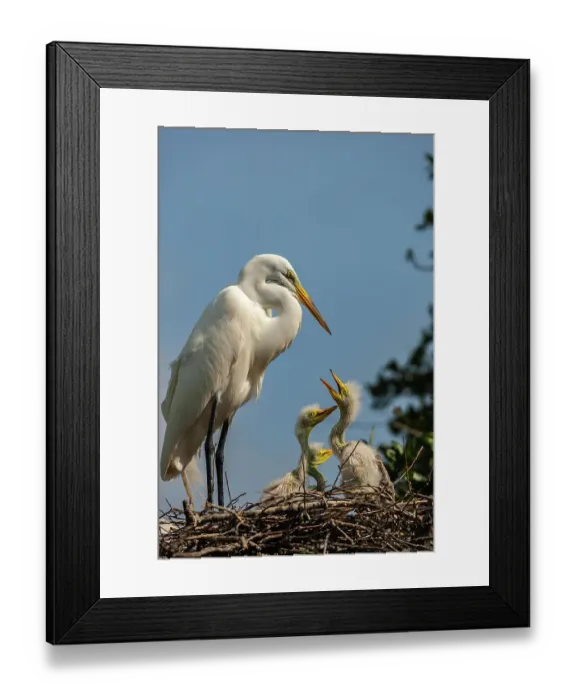 Framed Print : USA, Florida, Anastasia Island. Great egret and chicks on nest Framed Print : USA, Florida, Anastasia Island. Great egret and chicks on nest