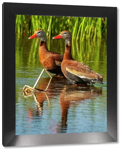 USA, Florida, Wakodahatchee Wetlands. Black-bellied whistling duck drakes
