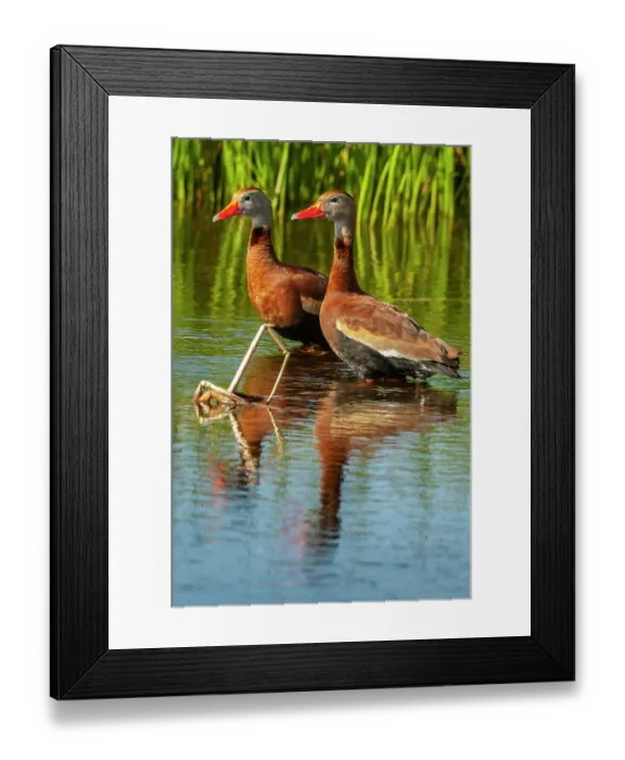 Framed Print : USA, Florida, Wakodahatchee Wetlands. Black-bellied whistling duck drakes Framed Print : USA, Florida, Wakodahatchee Wetlands. Black-bellied whistling duck drakes