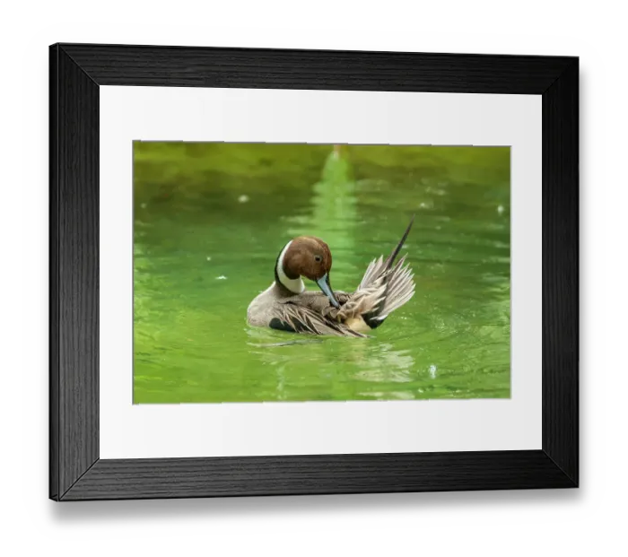 Framed Print : USA, Florida, Anastasia Island. Pintail drake duck preening in water