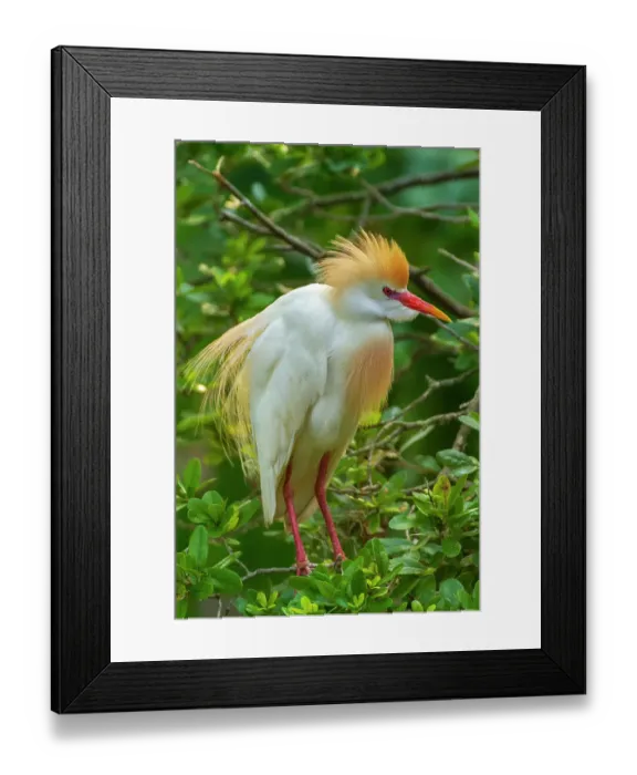 Framed Print : USA, Florida, Anastasia Island. Cattle egret in breeding plumage Framed Print : USA, Florida, Anastasia Island. Cattle egret in breeding plumage