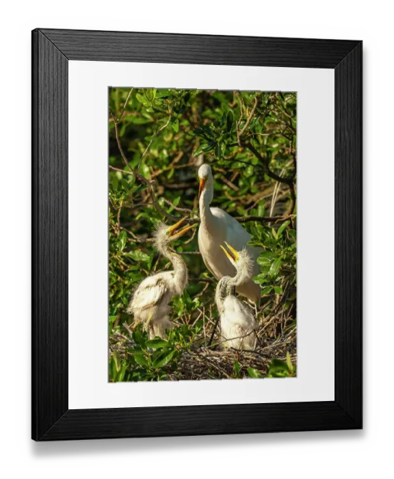 Framed Print : USA, Florida, Anastasia Island. Great egret feeding chicks on nest Framed Print : USA, Florida, Anastasia Island. Great egret feeding chicks on nest