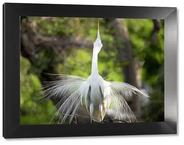 USA, Florida, St. Augustine. Egret displaying breeding plumage