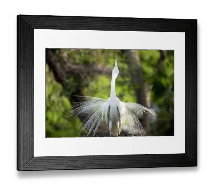 Framed Print : USA, Florida, St. Augustine. Egret displaying breeding plumage Framed Print : USA, Florida, St. Augustine. Egret displaying breeding plumage