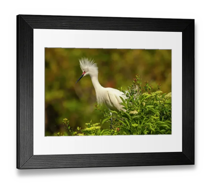 Framed Print : USA, Florida, Anastasia Island. snowy egret in breeding plumage