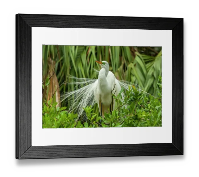 Framed Print : USA, Florida, Anastasia Island. Snowy egret in breeding plumage displaying Framed Print : USA, Florida, Anastasia Island. Snowy egret in breeding plumage displaying