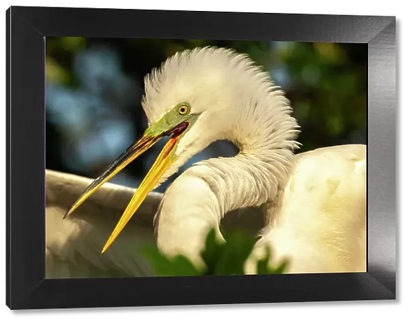 USA, Florida, Anastasia Island. Close-up of great egret in breeding plumage