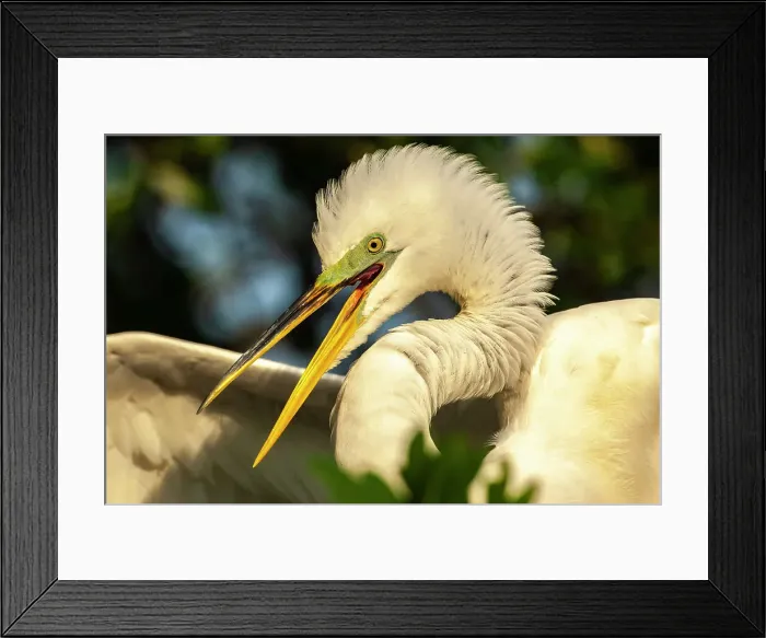 Framed Print : USA, Florida, Anastasia Island. Close-up of great egret in breeding plumage